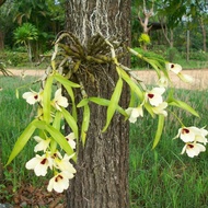 Anggrek dendrobium albosanguineum/anggrek mini dewasa