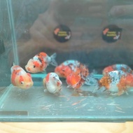 Ikan Mas Koki Ranchu/Lionchu/Buffalo