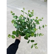Apple cluster with 16 branches _ point leaves _Flower