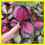 ۞ ⊙ ◫ Crimson Calathea 3-5  leaves Healthy
