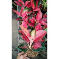 Suksom Jaipong KW "Setang Panjang" ( Tanaman Hias Aglaonema/ aglonema