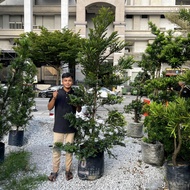 90s Greenovation Live Tree Diospyros Buxifolia / Bucida Tikus 黄杨叶柿木 6ft/8ft