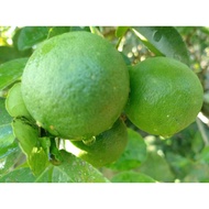 Limau Nipis Segar 1kg