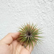 Augustfame Airplant - Tillandsia Ionantha  Rosita