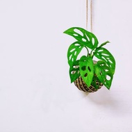 窗孔龜背芋苔球│板植│室內植物│窗邊植物│觀葉植物