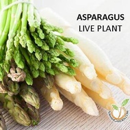 [Herbs Plant] Pokok ASPARAGUS Herb Plant Potted Organic/Live Plants/Pokok ASPARAGUS #kitchengarden