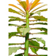 duri 7 / keratan batang pokok duri 7