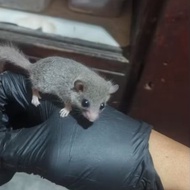 African Dormice Free Calcium