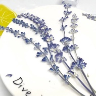 【Worth-Buy】 15pcs Free Shipping Organic Natural Dried Press Lavender Flower