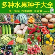 Ready Stock Fast Shipping [Buy Two Get One Free] Vegetable Fruit Seeds Fruit Cantaloupe Watermelon C