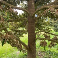 Baja Durian Mothong/ Duri Hitam/ D24 Musang King/ D88 DLL ( PACK 1.5kg ORIGINAL 100% BERBUAH)