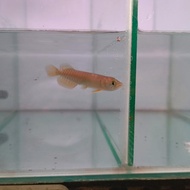 Arwana Golden Red 8-10 cm Kualitas Pilihan