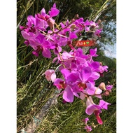 Orkid Tulang Vanda Genta Bandung Berbunga(Cutting&Pokok Berpasu)