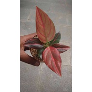 Sindo - Aglaonema Rotundum Plant  Graceful Beauty for Your Indoor Oasis