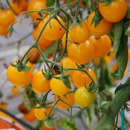 เมล็ดพันธุ์ มะเขือเทศ (Gold Nugget Tomato Seeds)