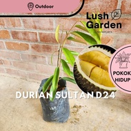 Anak Pokok Durian D24 Sultan | Fruit Tree Live Plant [Lush Garden]