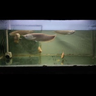 Arwana Silver Albino 30cm+