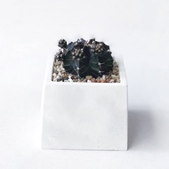 (預購) 白灰漸層系列 | 牡丹玉 仙人掌-方形漸層水泥仙人掌植栽