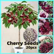 100% Fresh Bonsai Cherry Seeds for Planting Fruit Seeds for Pots Dwarf Fruit Trees Plants Seeds Cher