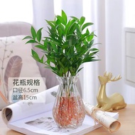 Plants that are truly alive 活着的植物Hydroponic Plant Mosquito Repellent Bamboo Cypress Hydroponic Bonsa