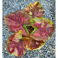 Caladium Thailand / Keladi Thailand: Singhanakorn