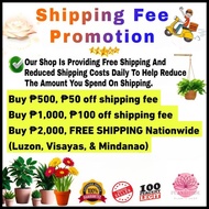 Money Plant Chinese Evergreen Seedling Live Plant Aglaonema Stripes Real Plant