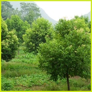 ◎ ⚾︎ 1PCS Bay Leaf Seeds Laurel Plant Bayleaf Tree Seeds