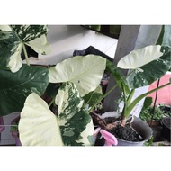 KELADI  BAJET MURAH I KELADI HIASAN / KELADI ALBINO AMV Alocasia Macrorrhiza Variegated 🪴[ 1 Pokok @ 1 BENIH]