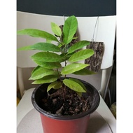 Custard Apple Plant Organic