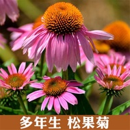 Junkai Garden（JUNKAIYUANLIN）Purple Pine Fruit Chrysanthemum Spring and Autumn Planting Perennial Cold-Resistant Outdoor