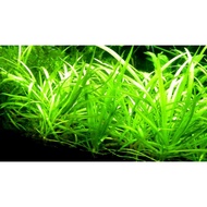 Sagittaria Sabulata "Dwarf Mini" /Aqua plant (6PCS)