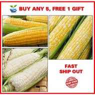Biji Benih Jagung King / Mutiara dwi-color / Putih Susu Manis / Asia Manis / Babycorn / SWEET CORN /