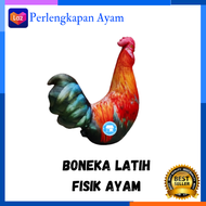 Boneka Ayam Jago Ekonomis Alat Untulan Ayam Bangkok