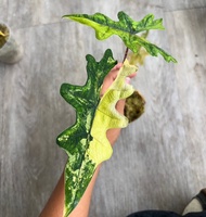 Bibit Bonggol Alocasia Jacklyn Variegata