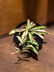 Hoya wayetii variegata 威特內錦毬蘭 冰糖內錦毬蘭