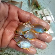 ikan hias laut betok jae kuning