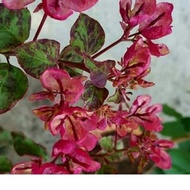 (BISA COD) tanaman bibit bunga hias Bougenville black maria import