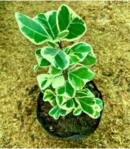 Ficus Triangularis Variegata (ESTABLISHED)