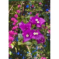 Bougainvillea Purple Queen - stem Cuttings 5 pcs