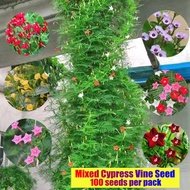[$9.9 Free Shipping]100 Seeds Assorted Cypress Vine Flower Seeds For Sale Mixed Vines Seeds Flowerin