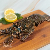 Lobster Laut Frozen - 1Kg - Seafood By Aruna