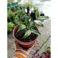 ANOR - DRACAENA SURCULOSA 'FLORIDA BEAUTY' Sapling/ Anakpokok buluh "Florida Beauty"