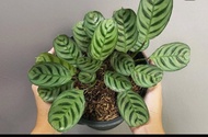 Calathea Burle Max or Fishbone with FREE white plastic pot, pebbles and garden soil (Live plant and Indoor plant)
