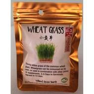 Vegetable Seeds - Wheat Grass - BlueAcres