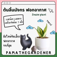 Yellow Variegated Dragon Tongue Plant In A Japanese Style Ceramic Pot 4 Inches