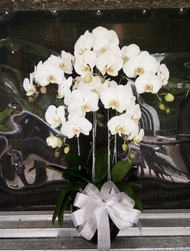 Bunga Meja Asli Anggrek Bulan Putih Isi 5