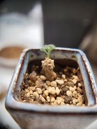 白皮月界 Sarcocaulon peniculinum/ Monsonia peniculina 稀有納米比亞塊根多肉植物