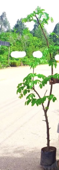 (1ต้น สูง140-150cm) ต้นคูณสายรุ้ง คูณสายรุ้ง ราชพฤกษ์ สี รุ้ง ขาว เหลือง ชมพู แดง สีรุ้ง คูณ ต้นคูณ 