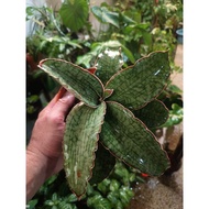 Sansevieria kirkii silver blue (pic 100325)
