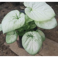 Umbi Caladium white Cobra - keladi hias hybrid import thailand